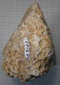 Syntype of Pleurostylina corallina the type species of the genus