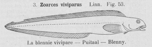 Gilson (1921, fig. 53)