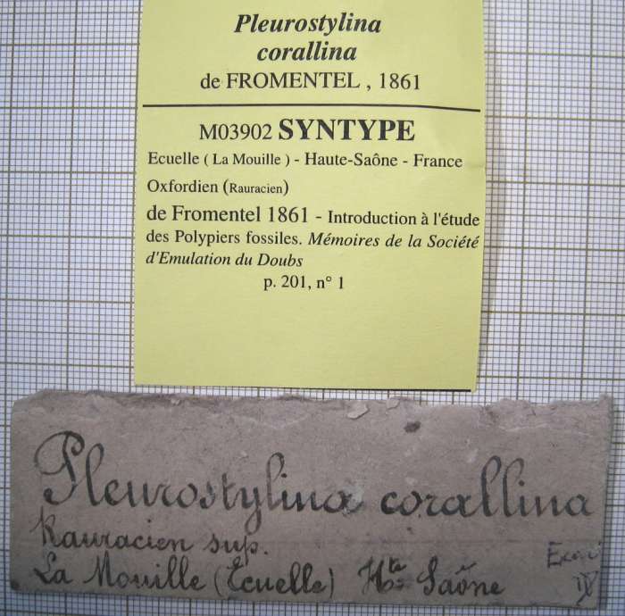 Syntype of Pleurostylina corallina the type species of the genus