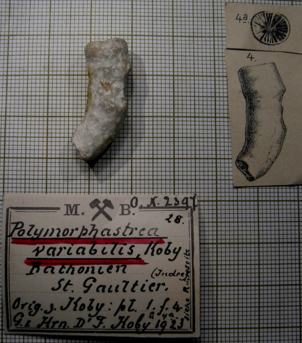 Paralectotype of Polymorphastraea variabilis Koby's figured specimen Fig.4