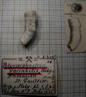 Paralectotype of Polymorphastraea variabilis Koby's figured specimen Fig.4
