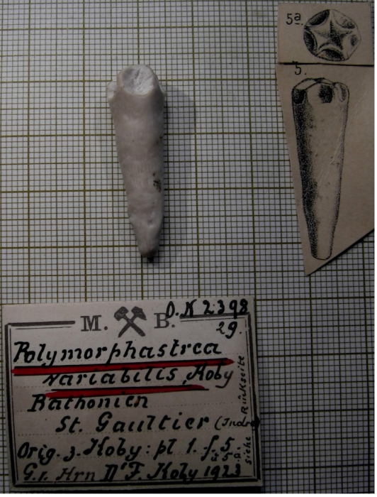 Paralectotype of Polymorphastraea variabilis, Koby's figured specimen Fig. 5