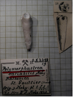 Paralectotype of Polymorphastraea variabilis, Koby's figured specimen Fig. 5