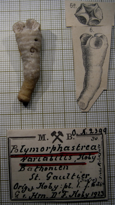 Paralectotype of Polymorphastraea variabilis Koby's figured specimen Fig.6