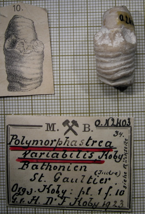 Paralectotype of Polymorphastraea variabilis, Koby's figured specimen fig. 10