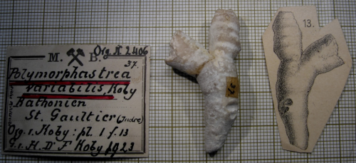Paralectotype of Polymorphastraea variabilis Koby's figured specimen Fig.13