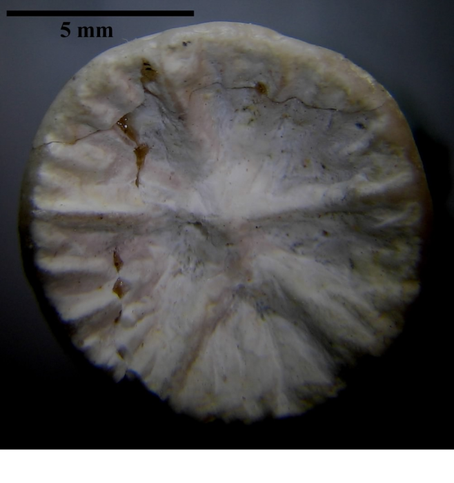 Paralectotype of Polymorphastraea variabilis Koby's figured specimen Fig.3