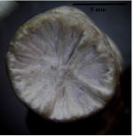 Paralectotype of Polymorphastraea variabilis Koby's figured specimen Fig.4