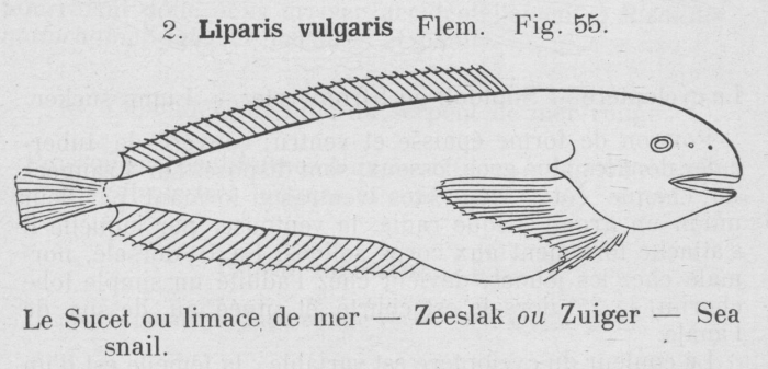 Gilson (1921, fig. 55) Gilson (1921, fig. 55)