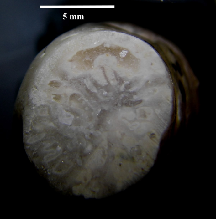 Paralectotype of Polymorphastraea variabilis Koby's figured specimen Fig.7