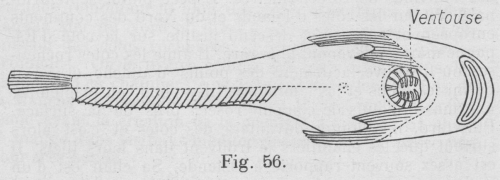 Gilson (1921, fig. 56)