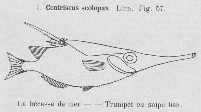 Gilson (1921, fig. 57) Gilson (1921, fig. 57)