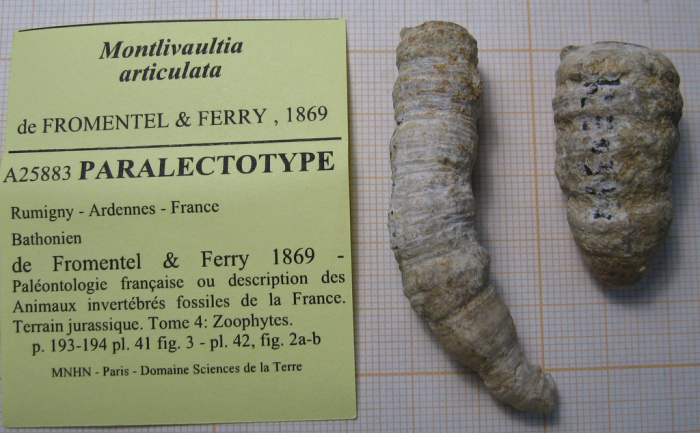Paralectotypes of the type species of the genus Polystylidium Paralectotypes of the type species of the genus Polystylidium