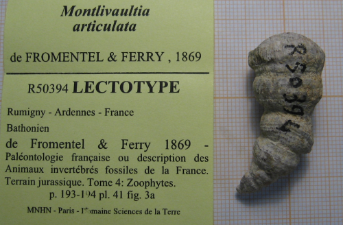 Lectotype of the type species of Polystylidium