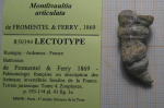 Lectotype of the type species of Polystylidium