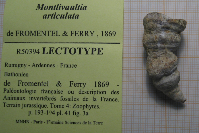 Lectotype of the type species of Polystylidium Lectotype of the type species of Polystylidium