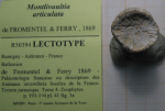 Lectotype of the type species of Polystylidium