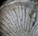 Polystylidium articulatum specimens figured by Fischer 1965