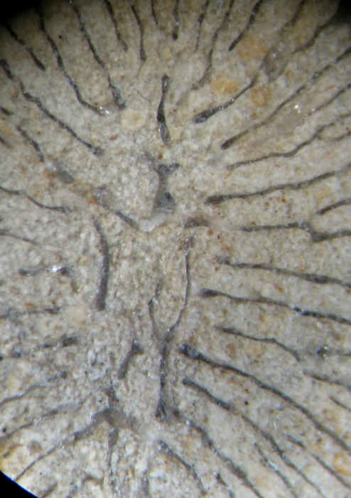 Polystylidium articulatum specimens figured by Fischer 1965 Polystylidium articulatum specimens figured by Fischer 1965