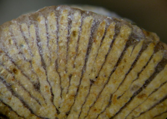 Polystylidium articulatum specimens figured by Fischer 1965