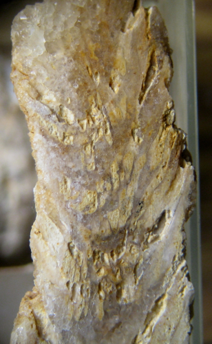 Polystylidium articulatum specimens figured by Fischer 1965