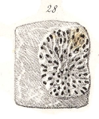 original illustration of Porosmilia martini Fromentel in Martin
