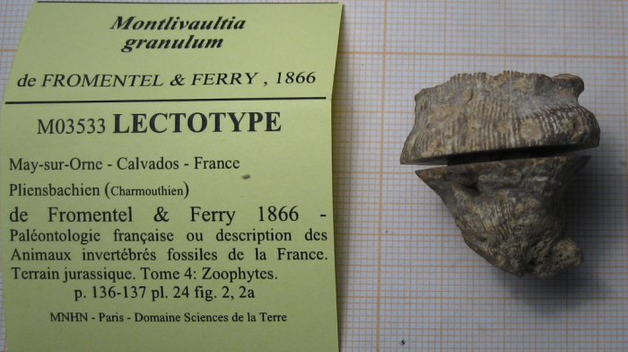 Lectotype of the type species of Proleptophyllia Lectotype of the type species of Proleptophyllia
