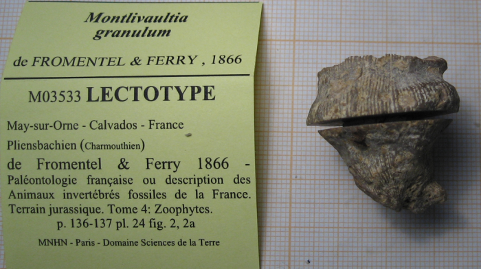 Lectotype of the type species of Proleptophyllia