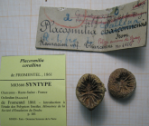 syntypes of the type species of Proplacosmilia