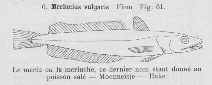 Gilson (1921, fig. 61) Gilson (1921, fig. 61)