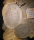Holotype of Pseudopistophyllum berkhemeri type species of the genus