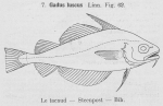 Gilson (1921, fig. 62)