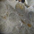 Anthozoa