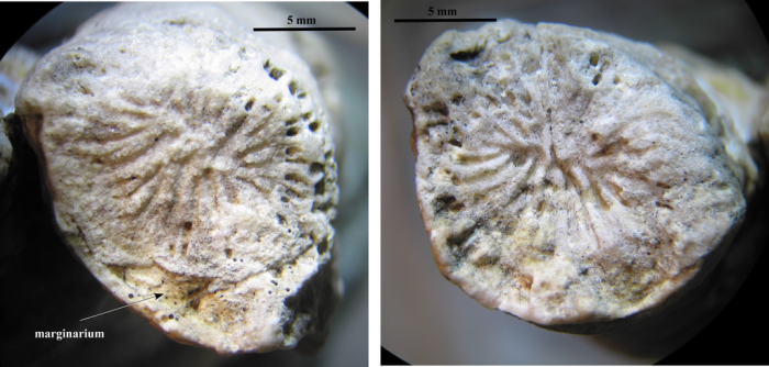 Syntype of Pseudothecosmilia etalloni type species of the genus