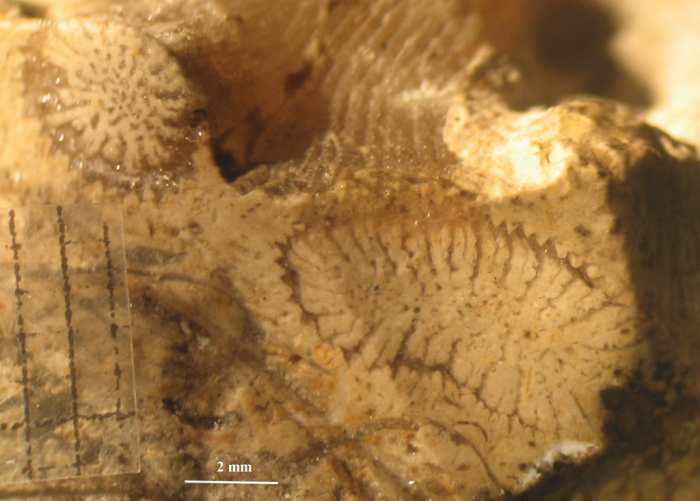 Syntype of Rhabdophyllia phillipsi type species of the genus