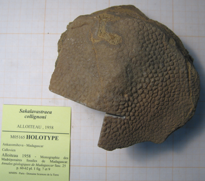 Holotype of Sakalavastraea collignoni type species of the genus Holotype of Sakalavastraea collignoni type species of the genus