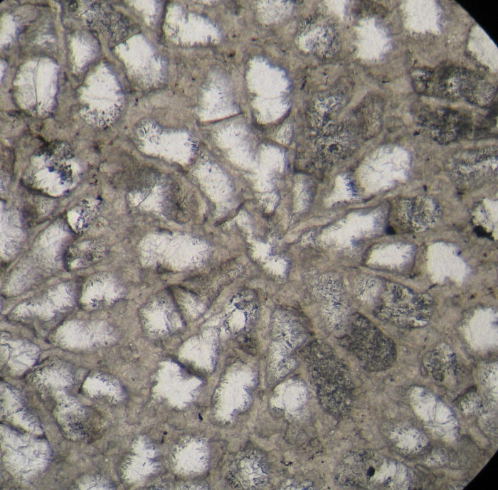 Holotype of Sakalavastraea collignoni type species of the genus Holotype of Sakalavastraea collignoni type species of the genus