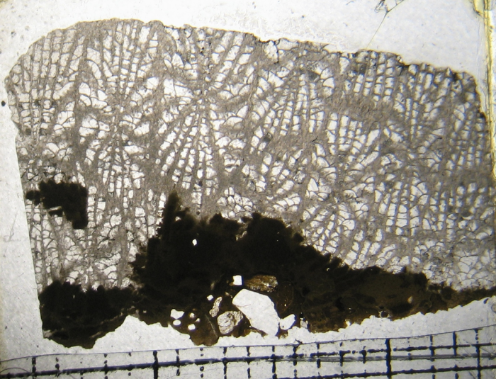 Holotype ofSakalavastraea collignoni type species of the genus Holotype ofSakalavastraea collignoni type species of the genus