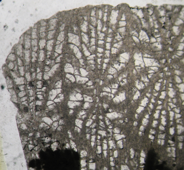 Holotype of Sakalavastraea collignoni type species of the genus Holotype of Sakalavastraea collignoni type species of the genus