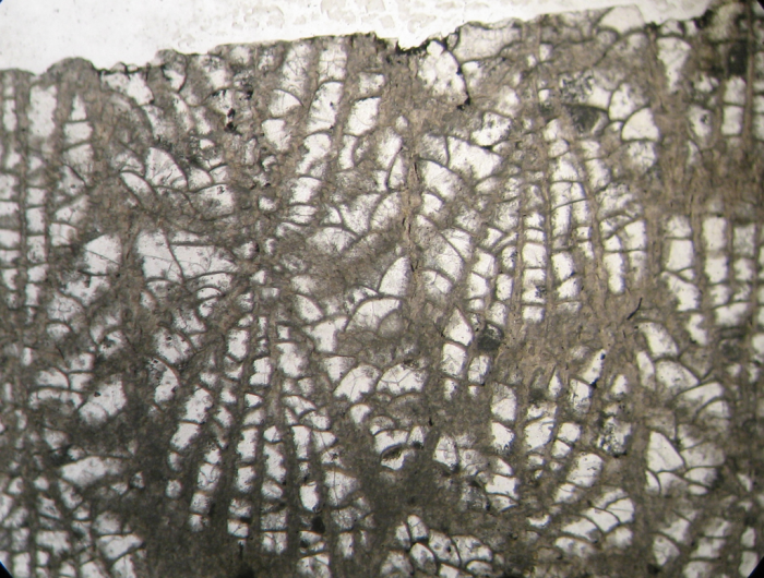 Holotype of Sakalavastraea collignoni type species of the genus Holotype of Sakalavastraea collignoni type species of the genus