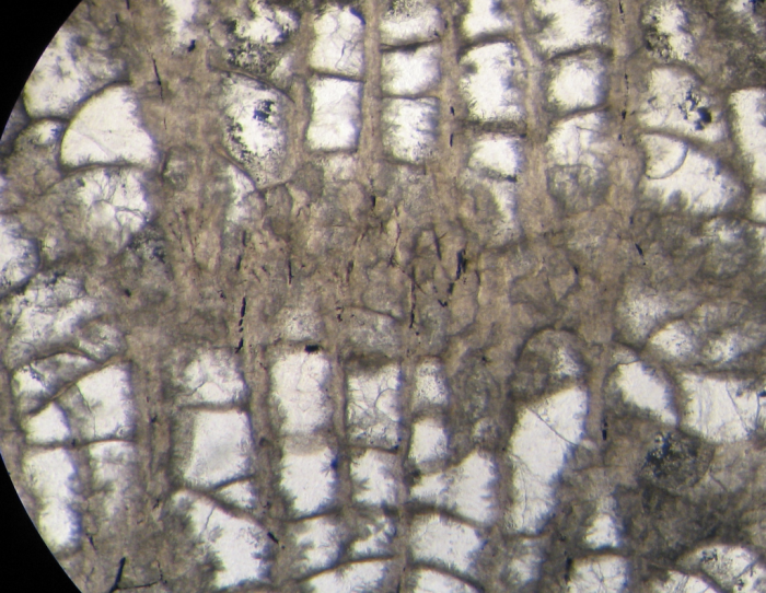 Holotype of Sakalavastraea collignoni type species of the genus Holotype of Sakalavastraea collignoni type species of the genus
