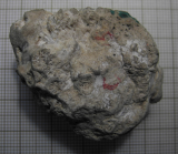 Lectotype of the type species of Schizosmiliopsis