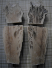Lectotype of Sclerosmilia rugosa type species of the genus