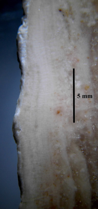 Lectotype of Sclerosmilia rugosa type species of the genus