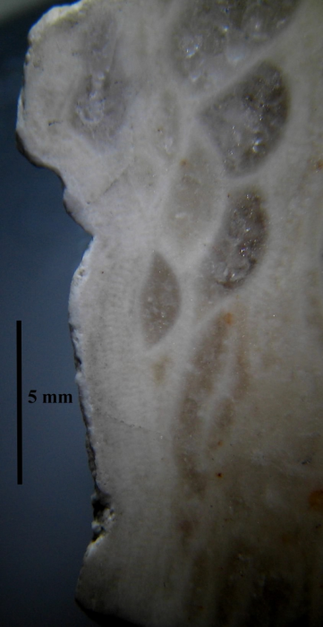 Lectotype of Sclerosmilia rugosa type species of the genus