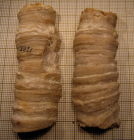 Paralectotype of Sclerosmilia rugosa type species of the genus