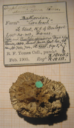 Lectotype of Scyphocoenia staminifera type species of the genus