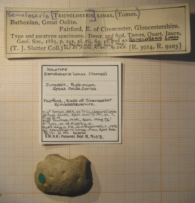 Lectotype of the type species of the genus Semeloseris Lectotype of the type species of the genus Semeloseris