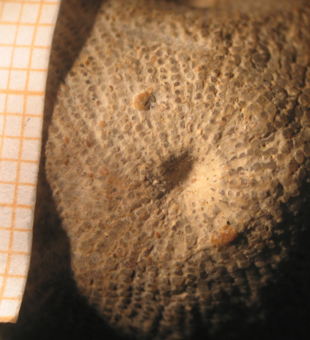 Lectotype of the type species of Semeloseris Lectotype of the type species of Semeloseris