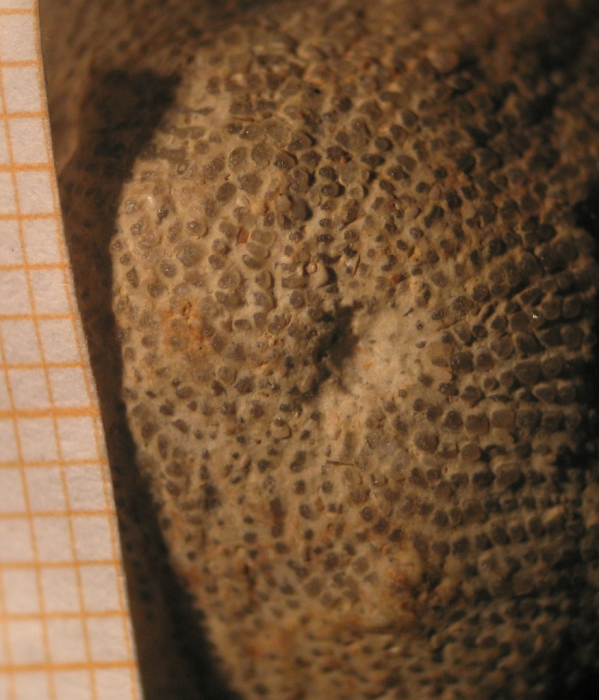 Lectotype of the type species of Semeloseris Lectotype of the type species of Semeloseris